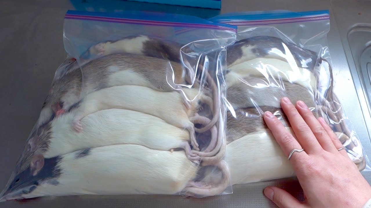 蛇の餌用に育てたラットを締めて冷凍保存します - YouTube