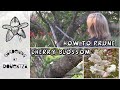 How And When To Prune Cherry Blossom Trees Quick Easy Guide 
