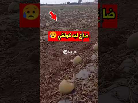كولشي ضـ اع 😥 #السويلة #بطيخ #اصفر