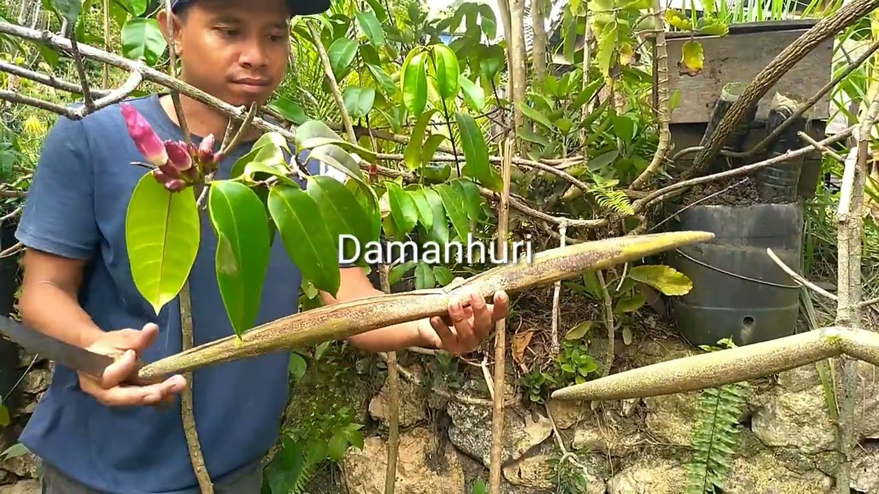 Melati Papua (Strophanthus gratus). Racun panah Afrika
