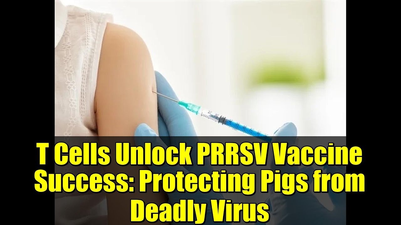 T Cells Unlock PRRSV Vaccine Success: Protecting Pigs from Deadly Virus
