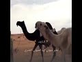 فحول عنزه