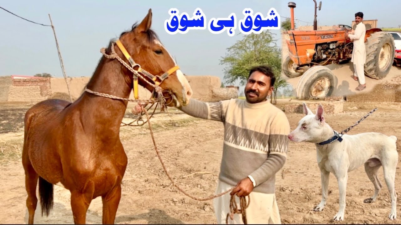 Rare Village Life Scenes | Goltier Dog, Horses & 1989 Fiat Famous Tractor