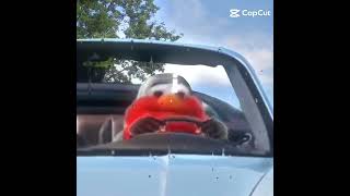 elmo getting it