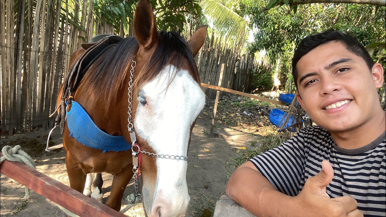 ROTINA DE MEU CAVALO EM SUA NOVA BAIA NA CIDADE