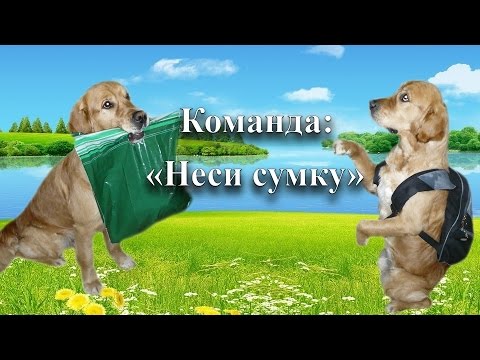 Дрессировка собаки. Команда: НЕСИ СУМКУ !