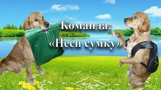 Дрессировка собаки. Команда: НЕСИ СУМКУ !