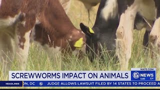 What Is New World Screwworm Veterinarian Explains Potential Threat To Stock