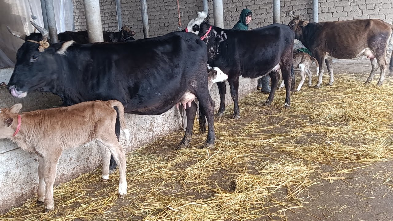 3 САР ГОВИ ШИРДОР АРЗОНАК НОМЕР 911217221 НАВРИ ТОЗА 27 ЯАНВАР 2026