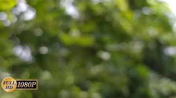 green Bokeh background/full hd Bokeh background effect