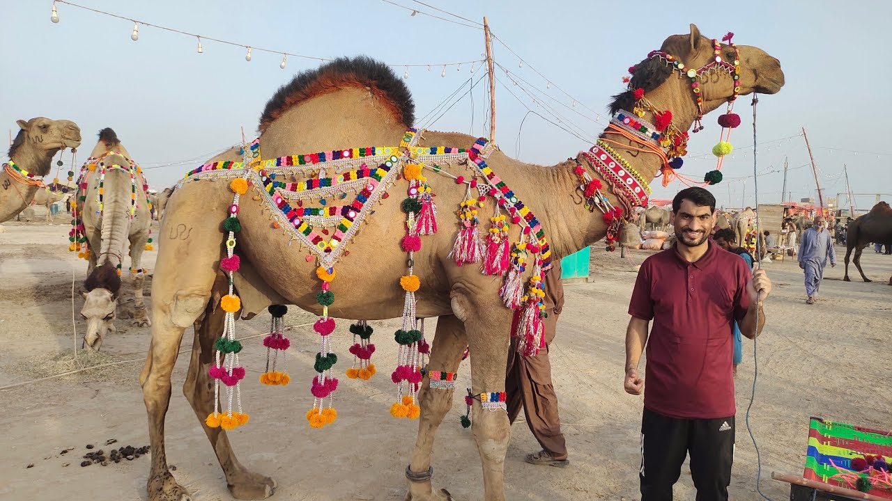 Camel Mandi Vlog | Northern Bypass Maweshi Mandi Karachi | 2024 | Fahad Sherazi
