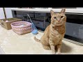 花粉症🐈　【本家】うめしゃん おしゃべりペット