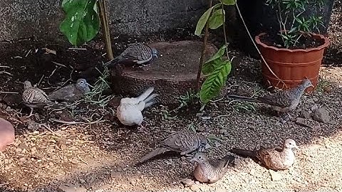 Keasikan sendiri mengamati kehidupan burung perkutut di aviary