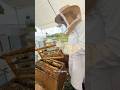 My first 100% graft and I did it twice!!🥹 #farmher #grafting #queenbee #royaljelly