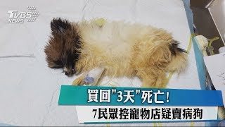 買回「3天」死亡！ 7民眾控寵物店疑賣病狗