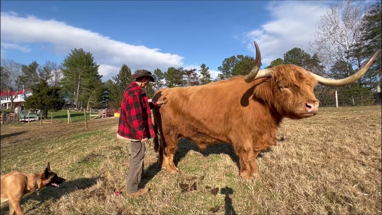 Horns and hope Hamish and Kyloe Ep. 436 YouTube