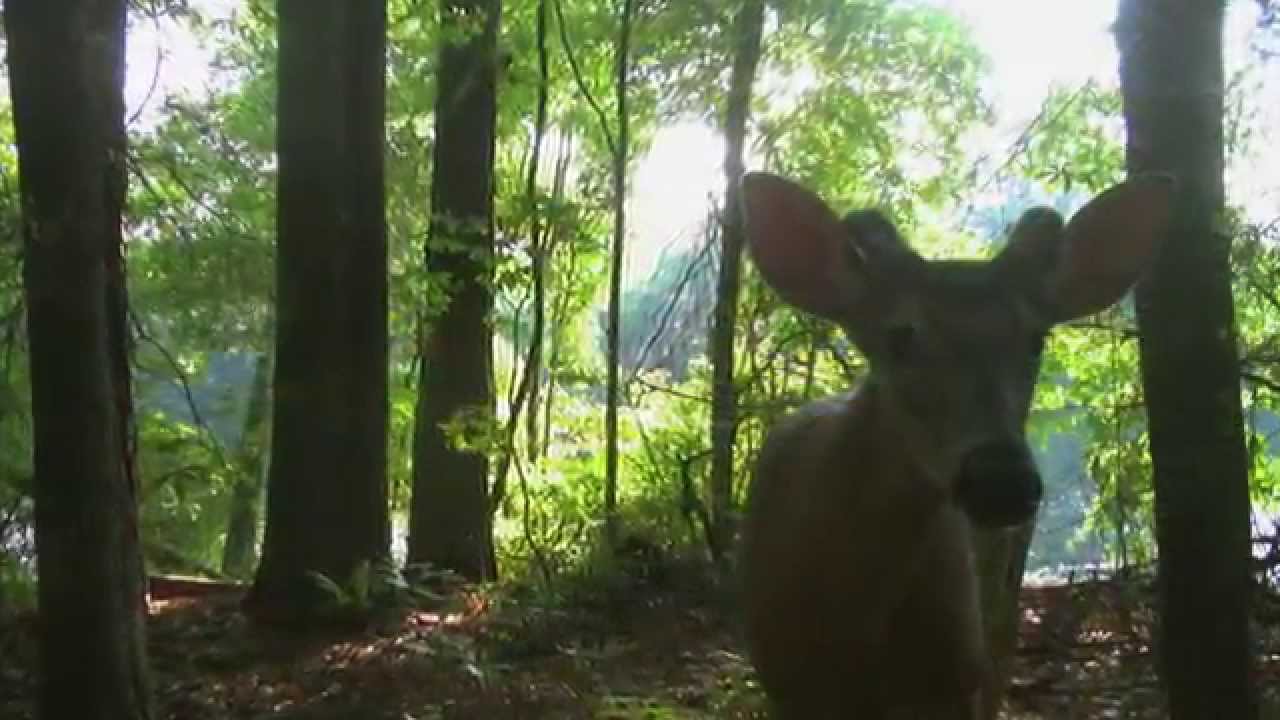 The NE Cape Fear River
