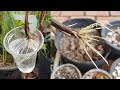 Best Method Extracting Very Much Root From Guava Plant In Water