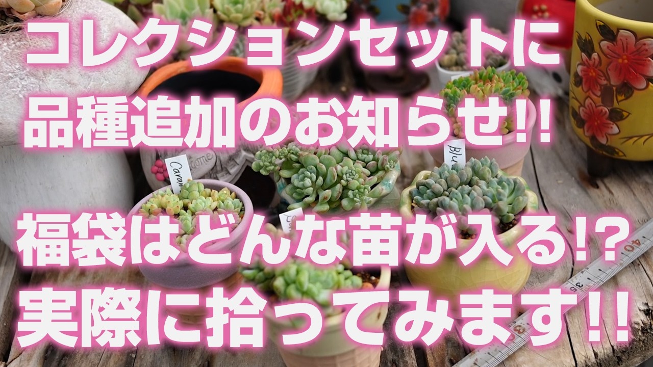 07/22/2026 [Succulents] New Varieties Added to the Collection Set