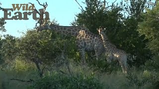 WildEarth - Sunrise Safari, 26 February 2020