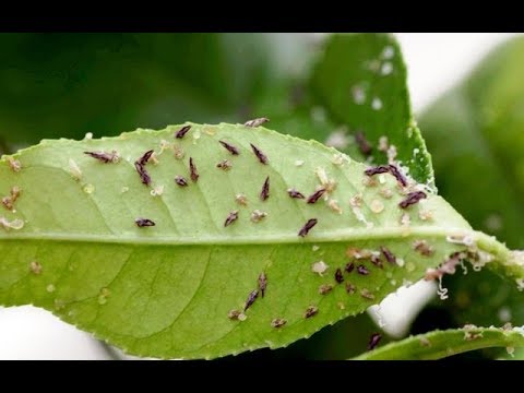 Vídeo: La Adaptación De La Planta Huésped En La Mosca Blanca Polífaga, Trialeurodes Vaporariorum, Se Asocia Con Plasticidad Transcripcional Y Sensibilidad Alterada A Los Insecticidas