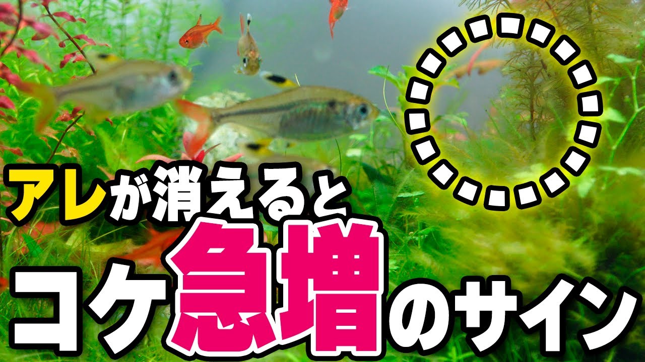 なぜ水槽に急激にコケが生えるのか？その原因と対策、３日で綺麗に取り除く #アクアリウム #熱帯魚 【ビバアクア】