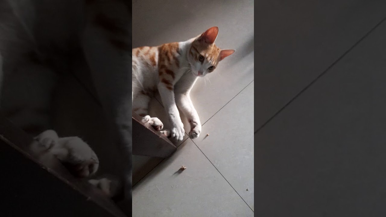 when the cat hates being touchedcats funnycats shorts YouTube