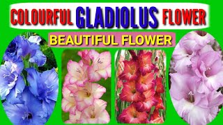 Colourful Gladiolus Flower 🌺🌹| Beautiful Flower 🌹🌸 | Different Colours Of It's |