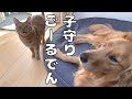 子守りは大変だと実感するゴールデンレトリバーよもぎ