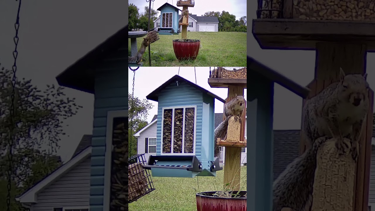 Squirrel triple threat 