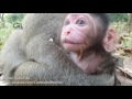 Life of monkeys Ep132, New burn baby monkey at angkor, baby monkey cute ...