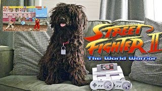 Pepper Picks Ken • Street Fighter 2 by The Puli 514 views 4 years ago 2 minutes, 6 seconds