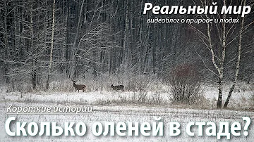 Сколько оленей в стаде? Благородные олени (Cervus elaphus) в зимнем ландшафте.