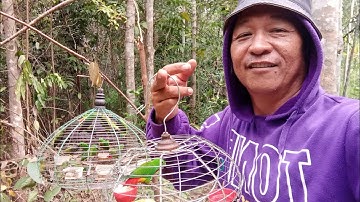Apil balik mikat serindit liar di port mencabar tompinai.