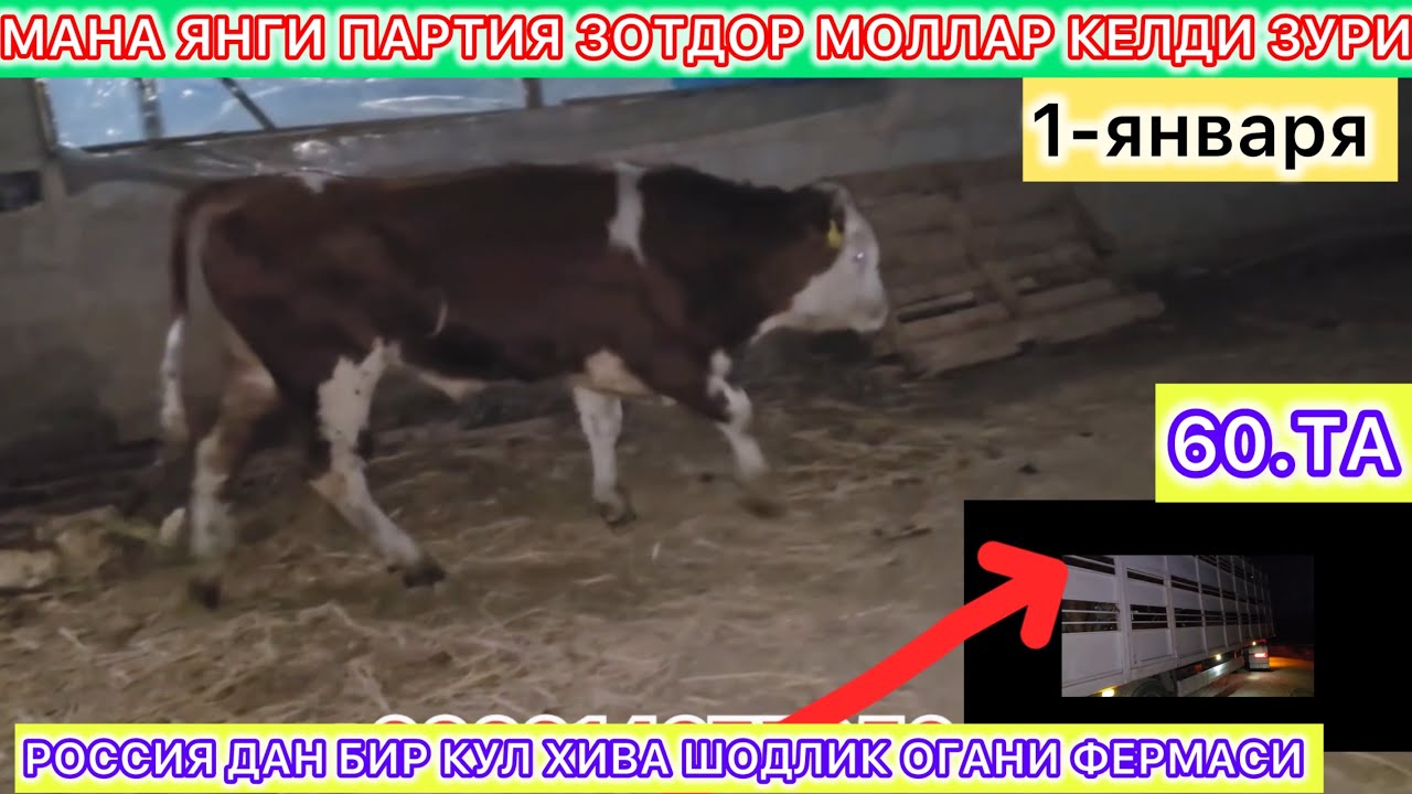 60.ТА ЯНГИ ПАРТИЯ ЗОТДОР МОЛЛАР КЕЛДИ ЗУРИ  РОССИЯ ДАН БИР КУЛ ХИВА ШОДЛИК ОГАНИ ФЕРМАСИ 1-января