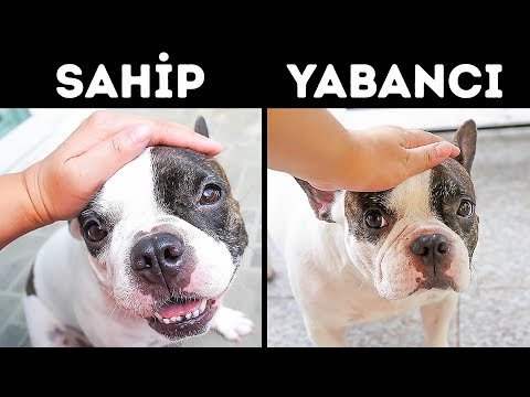 Video: Köpeğinizi Nasıl Geri Alabilirsiniz?