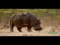 Africa’s Deadliest: Migration Rute | Animal planet in hindi | Lion Documentary | National Geographic