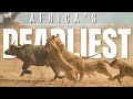 Africa S Deadliest Migration Rute Animal Planet In Hindi Lion Documentary National Geographic Africa S Deadliest Migration Rute Animal Planet In Hindi Lion Documentary National Geographic