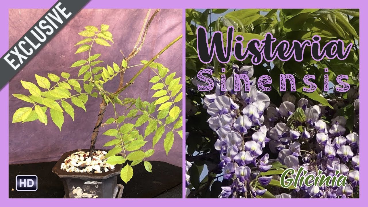 Bonsai Wisteria Sinensis. Glicinia. Flor de la pluma.