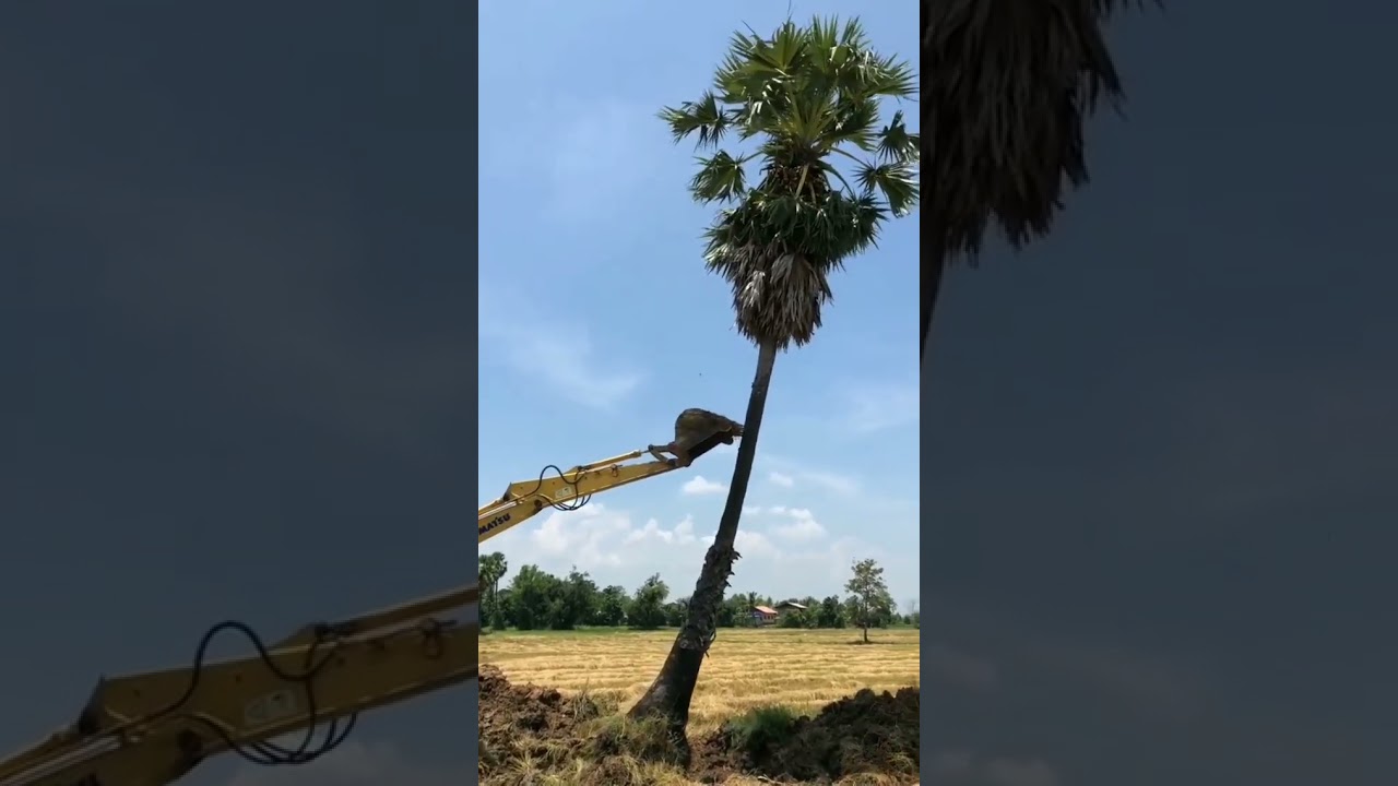 save tree 🌴 save birds 🕊️