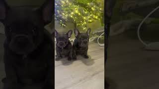 Chico and pebbles looking amazing 🦍 Seuss and grinch blood frenchies🧪 ig: munozfamilyfrenchiesut