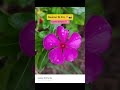 Realme 15 Pro 5G 📱 Camera Test 2025 🔥#short#tamil