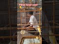 sabar kandang sangkar