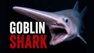 Full Goblin Shark: The Rarest Deep Sea Shark Ever Discovered (Real Footage) News