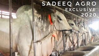 Sadeeq Agro 2020 Exclusive Collection | Full HD | Sibbi | Bolod | Deshal | The Home of Goru Lovers