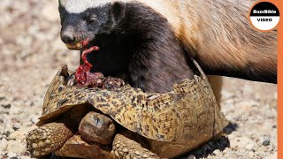 Honey Badger Takes The Turtle's Flesh Out of Its Shell !!