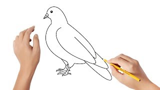 Comment dessiner une colombe / pigeon screenshot 4