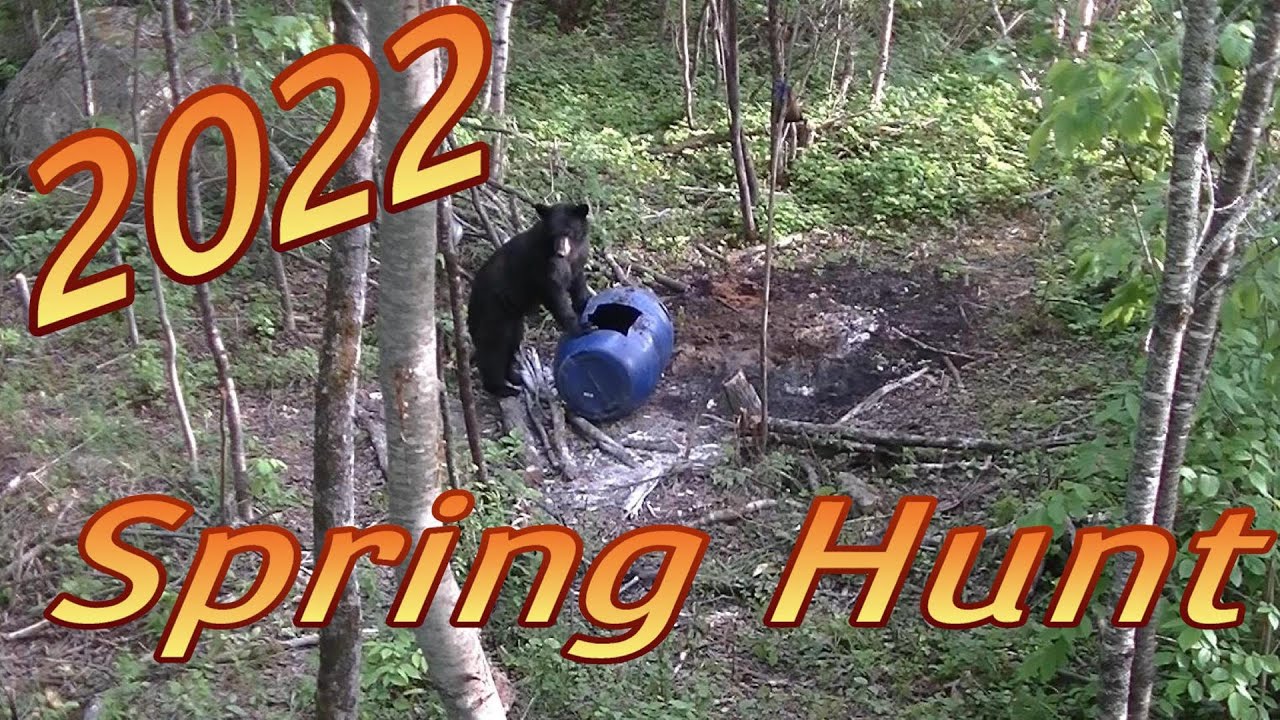 Spring Bear Hunt 2022 with Anderson's Long Range Guide Service YouTube