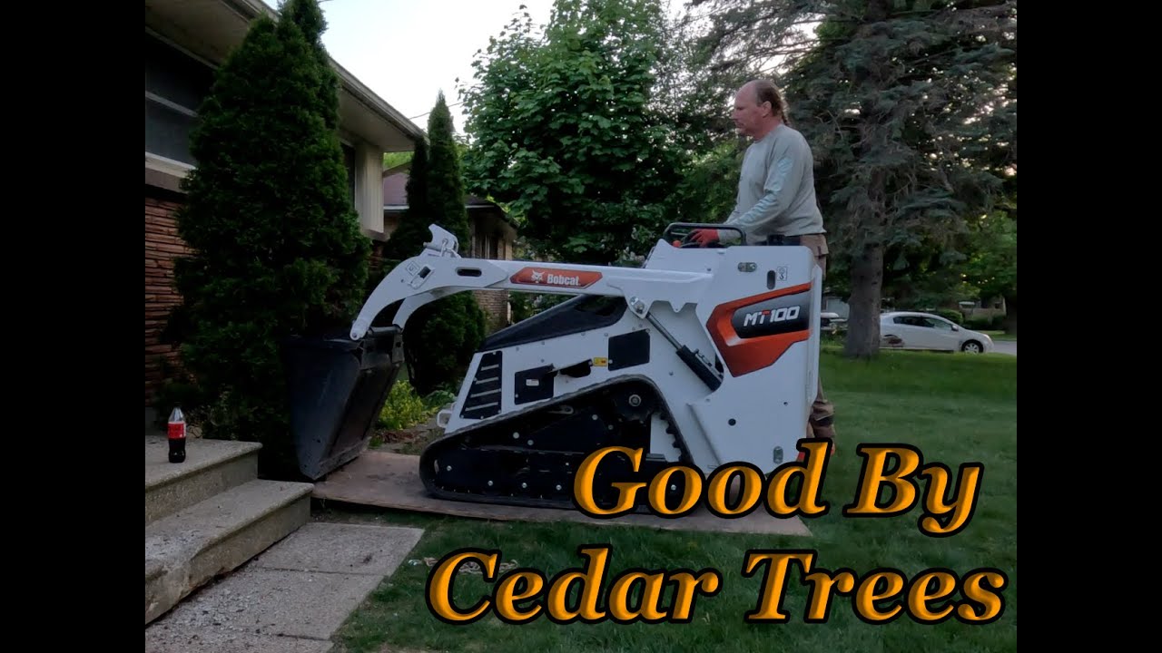 Cedar Tree Removal Bobcat MT100 Strikes again!! - YouTube