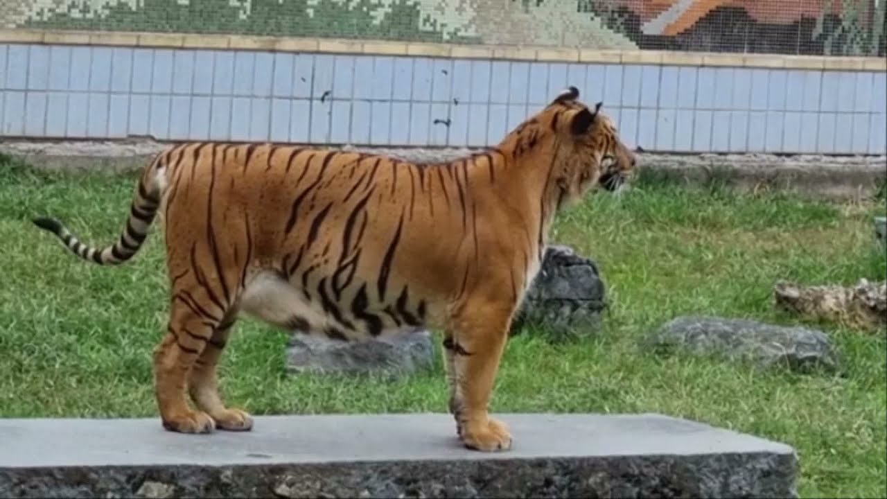 대구 달성공원의 호랑이 vlog